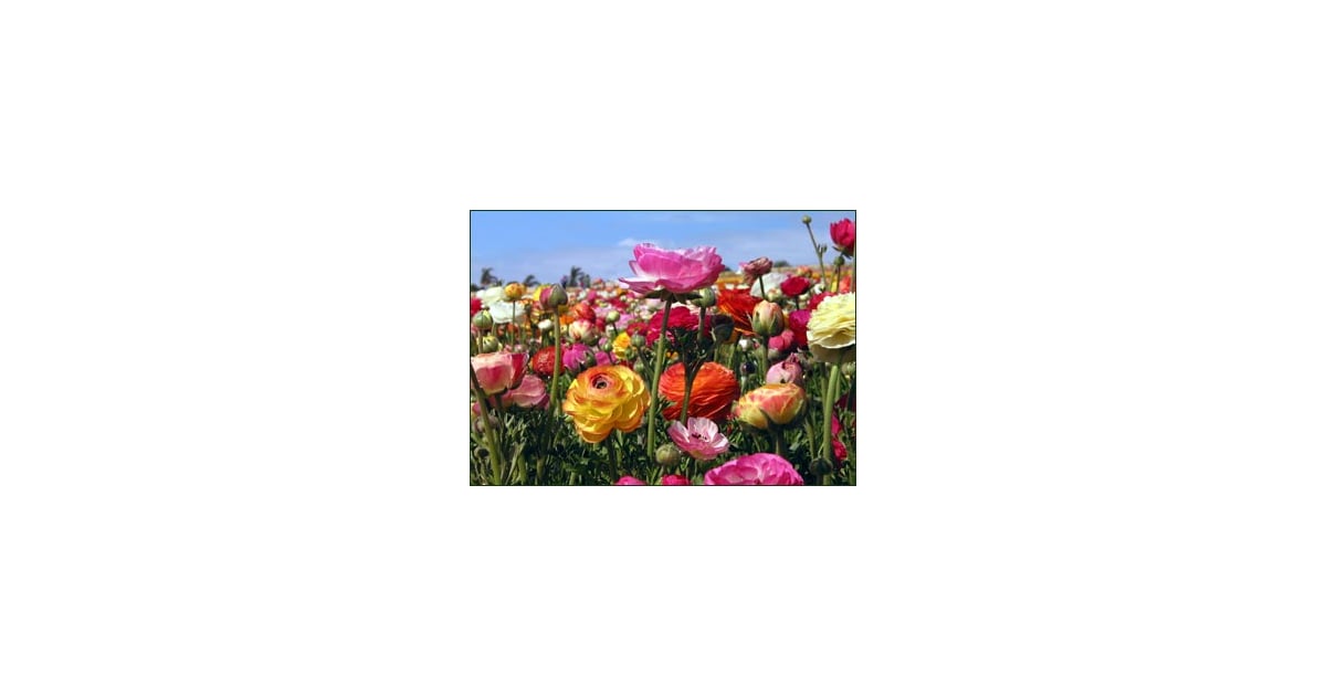 Flowers 101: Ranunculus | POPSUGAR Food